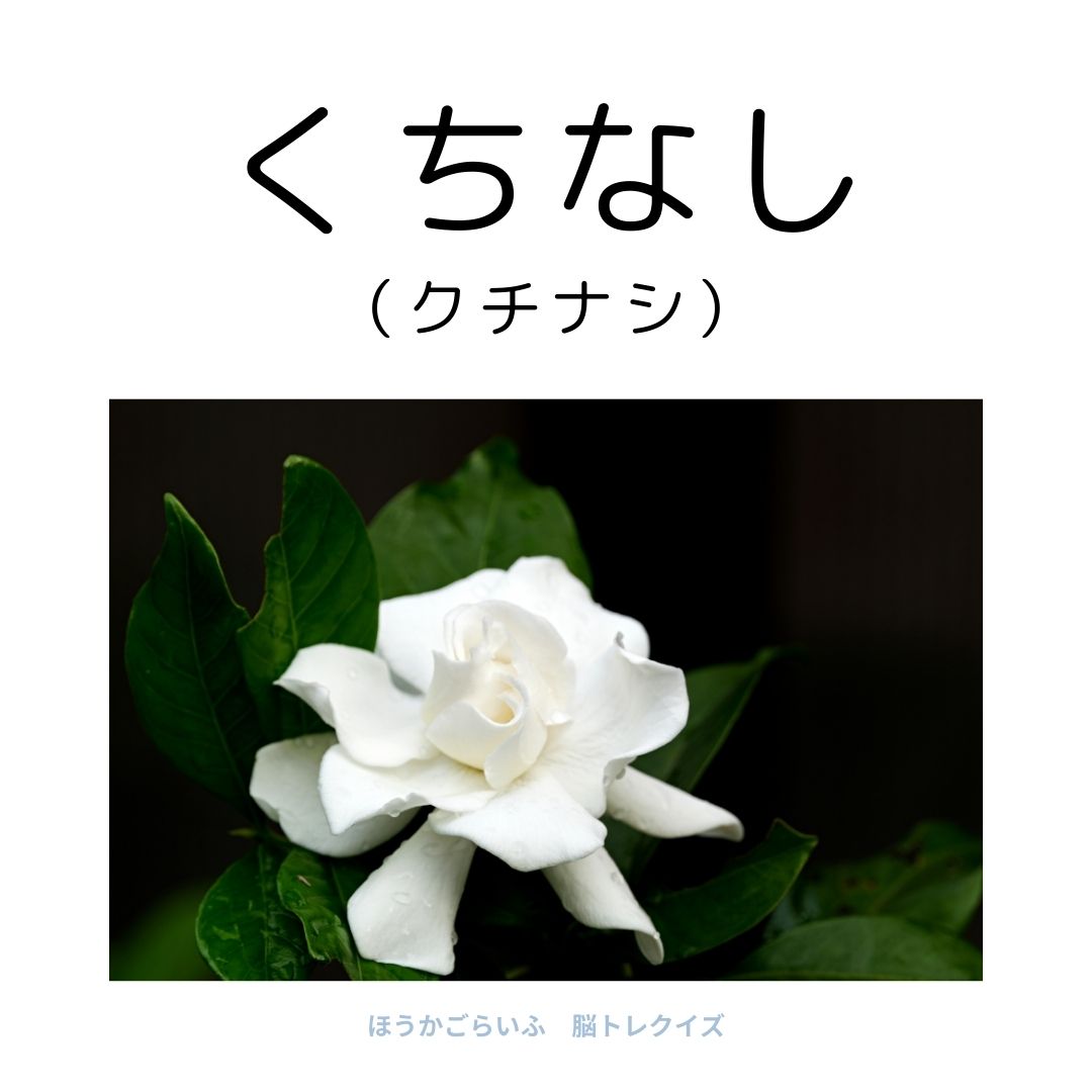 高齢者向け（無料）言葉の並び替えで脳トレしよう！文字（ひらがな）を並び替える簡単なゲーム【花の名前】健康寿命を延ばす鍵